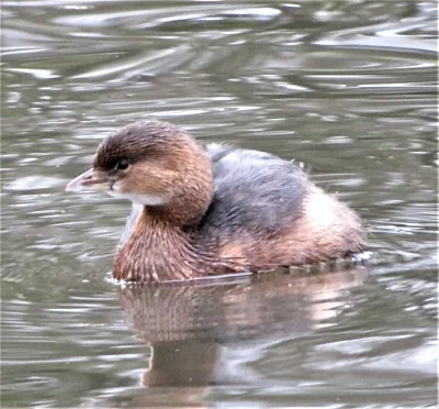 Pied-billed Grebe, Ridgefield Wildlife Refuge