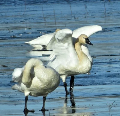 Tundra Swans, Ridgefield Wildlife Refuge