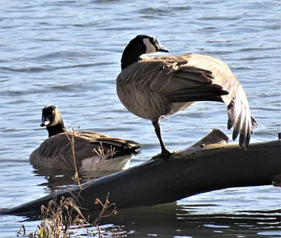 Geese, Steigerwald Wildlife Refuge