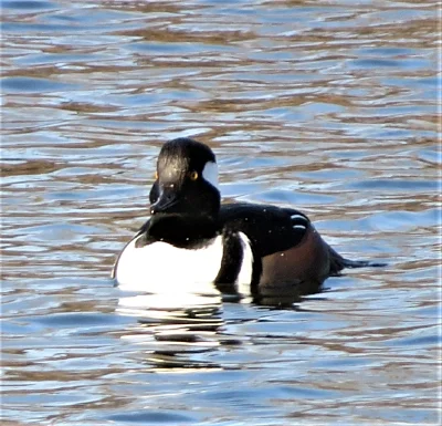 Male Merganser, Steigerwald Wildlife Refuge