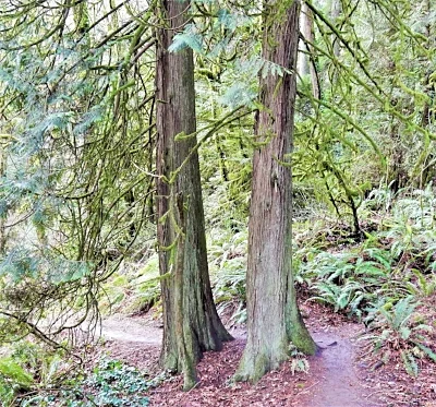 Cedar Trees, Tryon Creek State Park