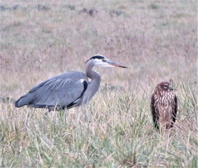 Heron and Harrier, Ridgefield Wildlife Refuge