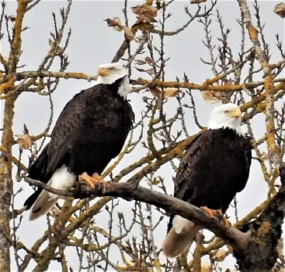 Eagle Pair, Steigerwald Wildlife Refuge