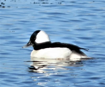Bufflehead, Steigerwald Wildlife Refuge