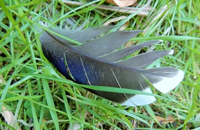 Feather, Steigerwald Wildlife Refuge