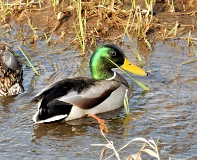 Mallard, Steigerwald Wildlife Refuge
