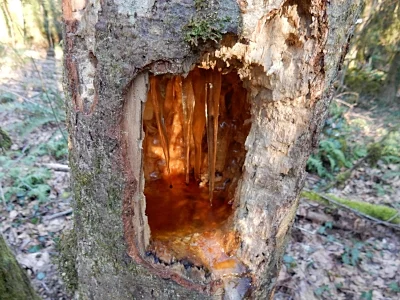 Tree Sap, Tryon Creek State Park