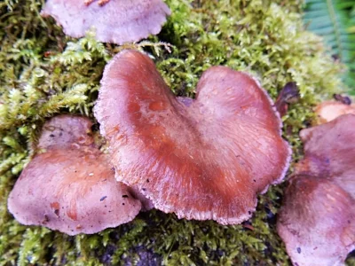 Mushrooms, Tryon Creek State Park