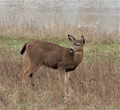 Deer, Steigerwald Wildlife Refuge