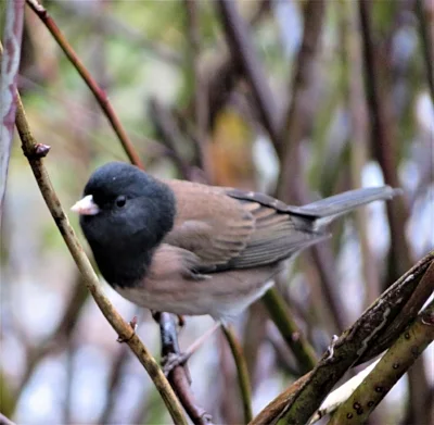 Dark-eyed Junco, Back Yard