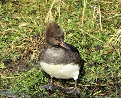 Female Hooded Merganser, Ridgefield Wildlife Refuge