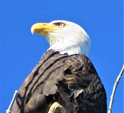 Eagle, Ridgefield Wildlife Refuge