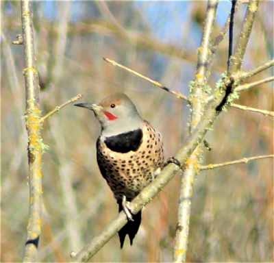 Flicker, Ridgefield Wildlife Refuge