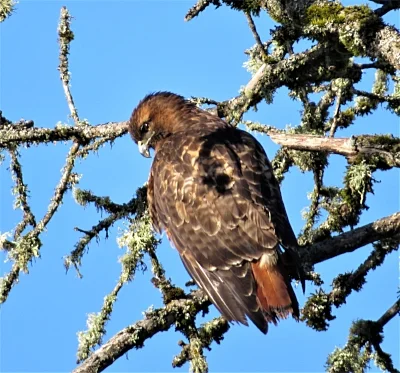 Hawk, Ridgefield Wildlife Refuge