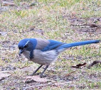 Scrub Jay, Ridgefield Wildlife Refuge