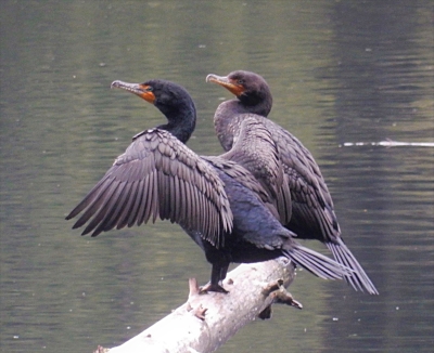 Cormorants, Battleground Lake State Park