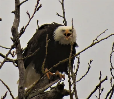 Eagle, Steigerwald Wildlife Refuge