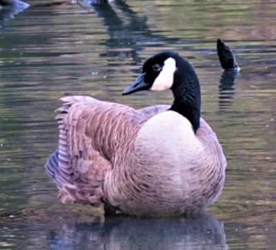 Canada Goose, Steigerwald Wildlife Refuge