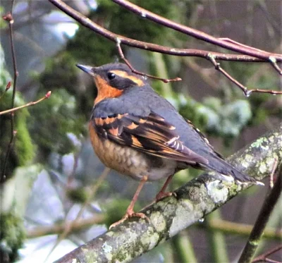 Thrush, Lacamas Lake Park