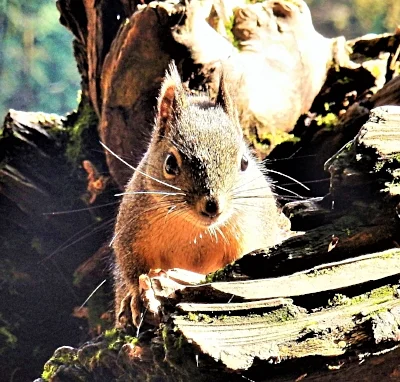 Squirrel, Battleground State Park