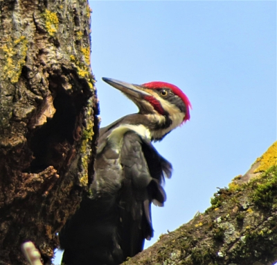 Peliated Woodpecker, Steigerwald Wildlife Refuge