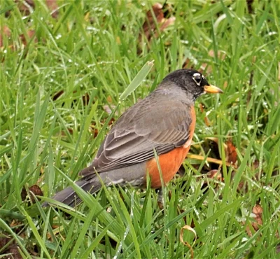 Robin, Ridgefield Wildlife Refuge