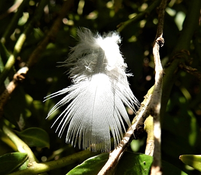 Feather, Elk Rock Garden