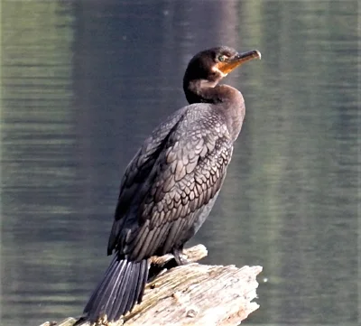 Cormorant, Battleground Lake