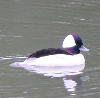 Bufflehead, Lacamas Lake