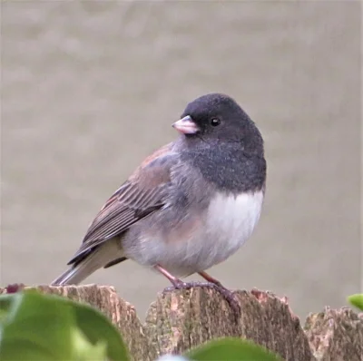 Dark-eyed Junco, Back Yard