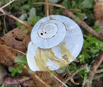 Snail, Lacamas Lake Park
