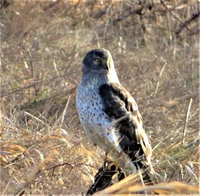 Hawk, Steigerwald Wildlife Refuge