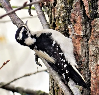 Downy Woodpecker, Steigerwald Wildlife Refuge