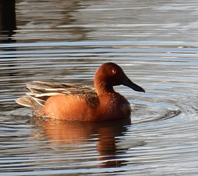 Cinnamon Teal, Steigerwald Wildlife Refuge