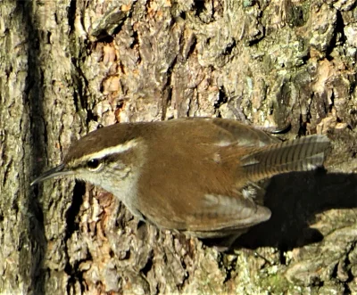 Bewicks Wren, Back Yard