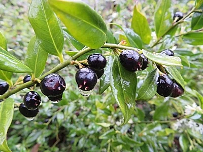 Berries, Elk Rock Garden