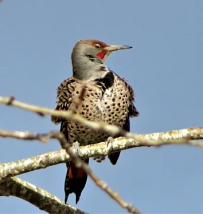 Northern Flicker, Steigerwald Wildlife Refuge