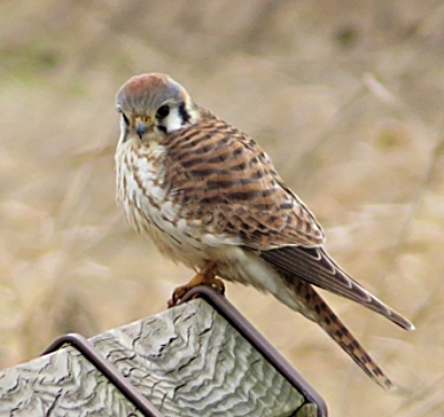 Kestrel, Steigerwald Wildlife Refuge