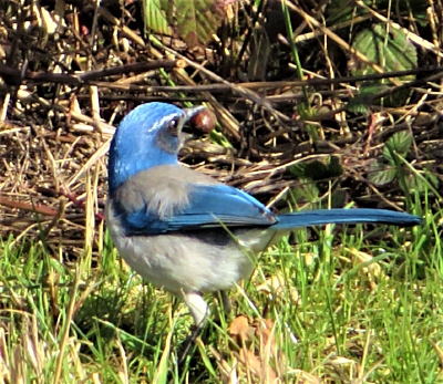 Scrub Jay, Ridgefield Wildlife Refuge