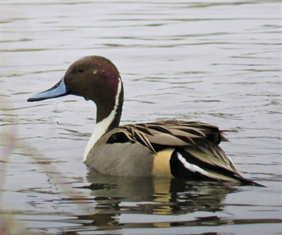 Pintail, Ridgefield Wildlife Refuge