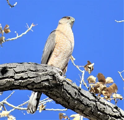 Cooper's Hawk, New Mexico