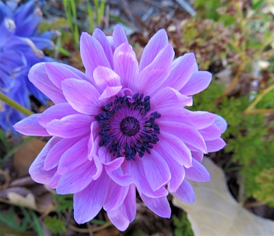 Purple Flower, New Mexico