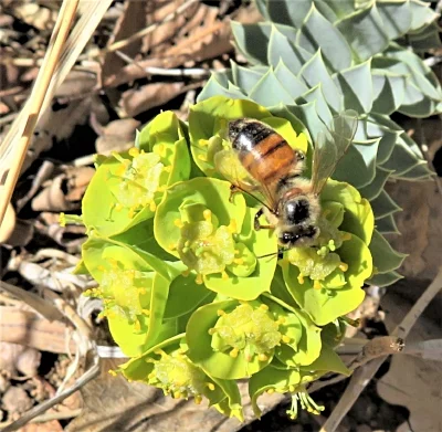 Bee and Flower, New Mexico
