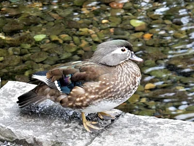 Female Wood Duck, Crystal Springs Garden