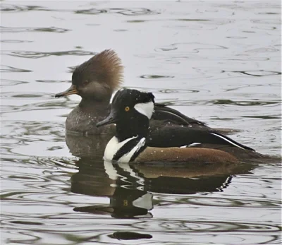 Hooded Merganser Pair, Steigerwald Wildlife Refuge