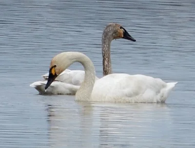 Tundra Swans, Ridgefield Wildlife Refuge