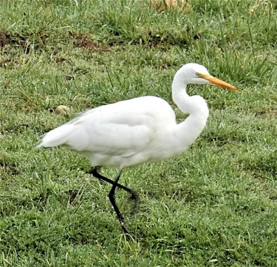 Egret, Ridgefield Wildlife Refuge