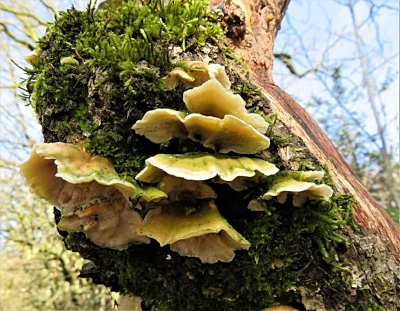 Mushrooms, Tryon Creek State Park