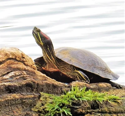 Turtle, Steigerwald Wildlife Refuge