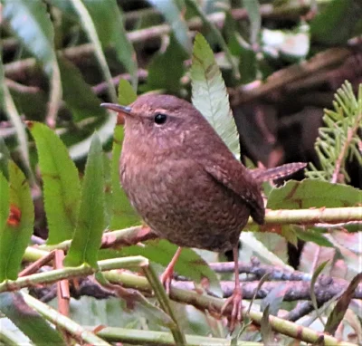 Wren, Ridgefield Wildlife Refuge